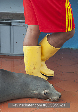 GALAPAGOS: Galapagos Sea Lion adopted by local fisherman, Fish Market, Puerto Ayora, Galapagos islands, Ecuador