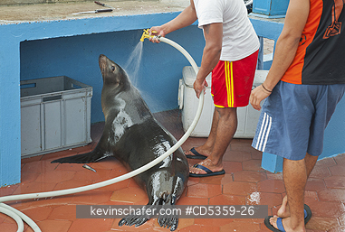 GALAPAGOS: Galapagos Sea Lion adopted by local fisherman, Fish Market, Puerto Ayora, Galapagos islands, Ecuador