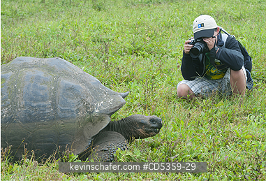 GIANT GALAPAGOS TORTOISES: Giant Galapagos Tortoise, (Geochelone elephantopus), wild, 11 yo boy photographing, Galapagos