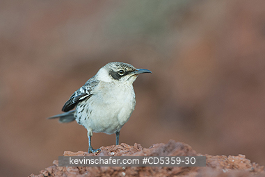 GALAPAGOS MOCKINGBIRDS: Gal�pagos Mockingbird (Mimus parvulus)  Rabida island, Galapagos