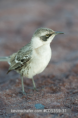GALAPAGOS MOCKINGBIRD: Gal�pagos Mockingbird (Mimus parvulus)  Rabida island, Galapagos