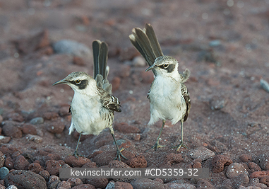GALAPAGOS MOCKINGBIRDS: Gal�pagos Mockingbird (Mimus parvulus)  Pair defending territory, Rabida island, Galapagos