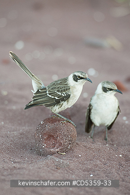 GALAPAGOS MOCKINGBIRDS: Gal�pagos Mockingbird (Mimus parvulus)  Pair defending territory, Rabida island, Galapagos