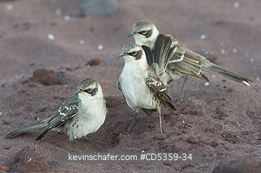 GALAPAGOS MOCKINGBIRDS: Gal�pagos Mockingbird (Mimus parvulus)  Family group defending territory, Rabida island, Galapagos