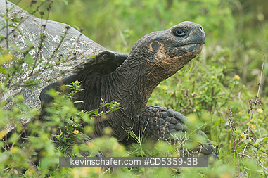 GIANT GALAPAGOS TORTOISES: Gal�pagos Giant Tortoise (Chelonoidis nigra) Wild, Santa Cruz island, Galapagos