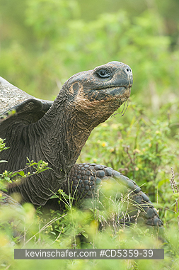 GIANT GALAPAGOS TORTOISES: Gal�pagos Giant Tortoise (Chelonoidis nigra) Wild, Santa Cruz island, Galapagos