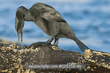 FLIGHTLESS CORMORANTS: Flightless Cormorant (Phalacrocorax harrisi) Juvenile exploring shoreline, Endangered, Galapagos Islands, Ecuador