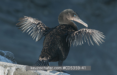 FLIGHTLESS CORMORANTS: Flightless Cormorant (Phalacrocorax harrisi) Drying wings, Endangered, Galapagos Islands, Ecuador