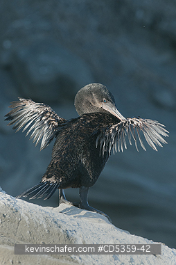 FLIGHTLESS CORMORANTS: Flightless Cormorant (Phalacrocorax harrisi) Drying wings, Endangered, Galapagos Islands, Ecuador