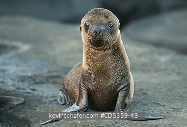GALAPAGOS SEA LIONS: Galapagos Sea Lion pup, (Zalophus wollebaeki), Santiago Island, Galapagos islands, Ecuador
