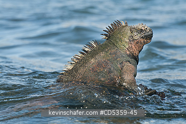 GALAPAGOS MARINE IGUANA: Galapagos Marine Iguana (Amblyrhynchus cristatus) Entering the sea, Santiago island, Galapagos