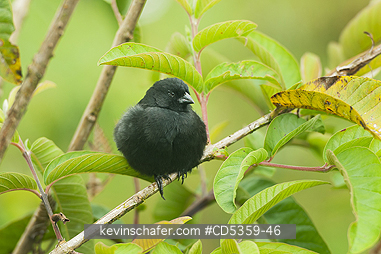 SMALL GROUND FINCHES: Small Ground Finch (Geospiza fuliginosa) Male, Endemic, Santa Cruz Island, Galapagos