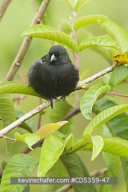 SMALL GROUND FINCHES: Small Ground Finch (Geospiza fuliginosa) Male, Endemic, Santa Cruz Island, Galapagos