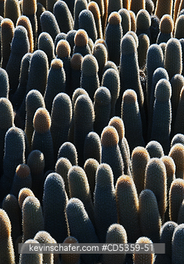 LAVA CACTUS: Lava Cactus (Brachycereus nesioticus) Fernandina Island, Galapagos Islands, Ecuador