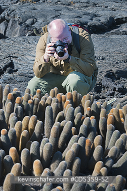 LAVA CACTUS: Photographing Lava Cactus, Fernandina island, Galapagos