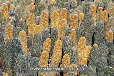 LAVA CACTUS: Lava Cactus, Fernandina island, Galapagos