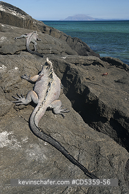GALAPAGOS MARINE IGUANA: Galapagos Marine Iguanas (Amblyrhynchus cristatus) Sunning on basalt, Fernandina island, Galapagos