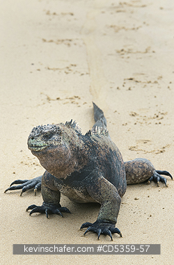 GALAPAGOS MARINE IGUANAS: Galapagos Marine Iguana (Amblyrhynchus cristatus) Walking on Sand, San Cristobal island, Galapagos