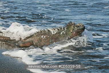 GALAPAGOS MARINE IGUANAS: Galapagos Marine Iguana (Amblyrhynchus cristatus) Entering the sea, Santiago island, Galapagos