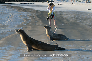 GALAPAGOS SEA LION: Tourist photographing Galapagos Sea Lions, Isabela island, Galapagos