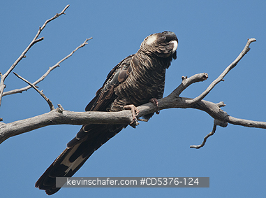 BIRD, COCKATOO: Carnaby\\\'s or Short-billed Black Cockatoo (Calyptorhynchus latirostris) Dryandra Woodland, Western Australia  ENDANGERED