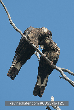 BIRDS, COCKATOO: Carnaby\\\'s or Short-billed Black Cockatoo (Calyptorhynchus latirostris) Dryandra Woodland, Western Australia  ENDANGERED