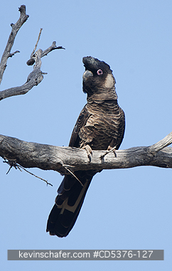 BIRD, COCKATOO: Carnaby\\\'s or Short-billed Black Cockatoo (Calyptorhynchus latirostris) Dryandra Woodland, Western Australia  ENDANGERED