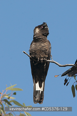 BIRD, COCKATOO: Carnaby\'s or Short-billed Black Cockatoo (Calyptorhynchus latirostris) Dryandra Woodland, Western Australia  ENDANGERED