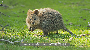 QUOKKA: Quokka (Setonix brachyurus) WILD, Young animal feeding, Rottnest Island, Perth, Western Australia, ENDANGERED
