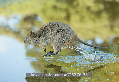 QUOKKA: Quokka (Setonix brachyurus) WILD, JUMPING, Rottnest Island, Perth, Western Australia, ENDANGERED