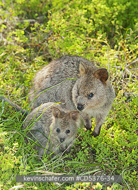 QUOKKA: Quokka (Setonix brachyurus) WILD, Mother & Joey, Rottnest Island, Perth, Western Australia, ENDANGERED