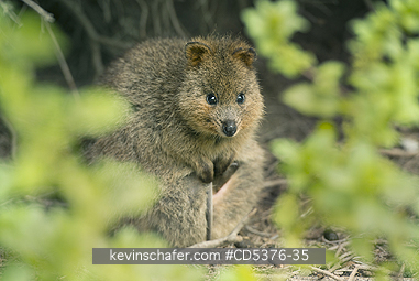 QUOKKA: Quokka (Setonix brachyurus) WILD, Rottnest Island, Perth, Western Australia, ENDANGERED