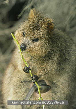 QUOKKA: Quokka (Setonix brachyurus) WILD, Rottnest Island, Perth, Western Australia, ENDANGERED