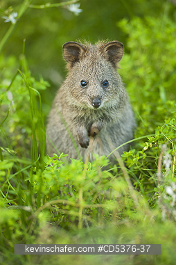 QUOKKA: Quokka (Setonix brachyurus) WILD, Rottnest Island, Perth, Western Australia, ENDANGERED