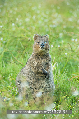 QUOKKA: Quokka (Setonix brachyurus) WILD, Rottnest Island, Perth, Western Australia, ENDANGERED