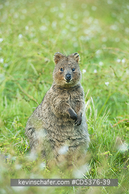 QUOKKA: Quokka (Setonix brachyurus) WILD, Rottnest Island, Perth, Western Australia, ENDANGERED