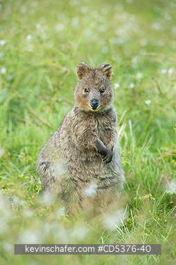 QUOKKA: Quokka (Setonix brachyurus) WILD, Rottnest Island, Perth, Western Australia, ENDANGERED