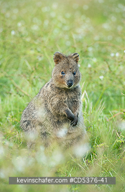 QUOKKA: Quokka (Setonix brachyurus) WILD, Rottnest Island, Perth, Western Australia, ENDANGERED