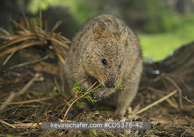 QUOKKA: Quokka (Setonix brachyurus) WILD, Rottnest Island, Perth, Western Australia, ENDANGERED