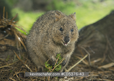 QUOKKA: Quokka (Setonix brachyurus) WILD, Rottnest Island, Perth, Western Australia, ENDANGERED
