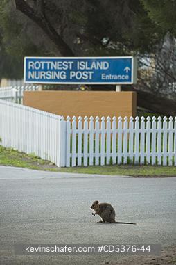 QUOKKA: Quokka (Setonix brachyurus) WILD, Rottnest Island, Perth, Western Australia, ENDANGERED