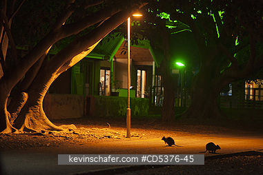 QUOKKA: Quokka (Setonix brachyurus) WILD, Foraging at night, Rottnest Island, Perth, Western Australia, ENDANGERED