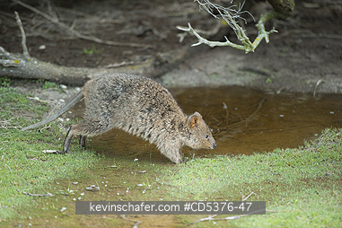 QUOKKA: Quokka (Setonix brachyurus) WILD, Rottnest Island, Perth, Western Australia, ENDANGERED