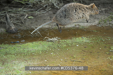 QUOKKA: Quokka (Setonix brachyurus) WILD, Rottnest Island, Perth, Western Australia, ENDANGERED