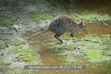 QUOKKA: Quokka (Setonix brachyurus) WILD, Jumping,  Rottnest Island, Perth, Western Australia, ENDANGERED