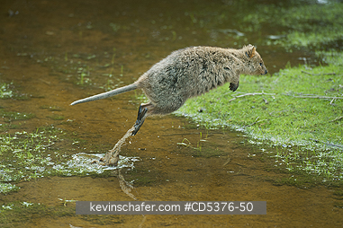 QUOKKA: Quokka (Setonix brachyurus) WILD, Jumping,  Rottnest Island, Perth, Western Australia