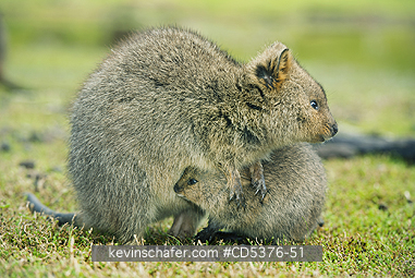 QUOKKA: Quokka (Setonix brachyurus) WILD, Mother & nursing joey,  Rottnest Island, Perth, Western Australia