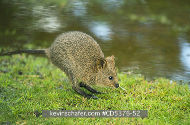 QUOKKA: Quokka (Setonix brachyurus) WILD, Jumping,  Rottnest Island, Perth, Western Australia