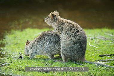 QUOKKA: Quokka (Setonix brachyurus) WILD, Mating Pair, Rottnest Island, Perth, Western Australia
