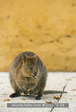 QUOKKA: Quokka (Setonix brachyurus) WILD, Rottnest Island, Perth, Western Australia